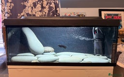 Turtle reptiles for sale: Common Musk Turtle + Full Tank Setup — £90 ONO - Image 8