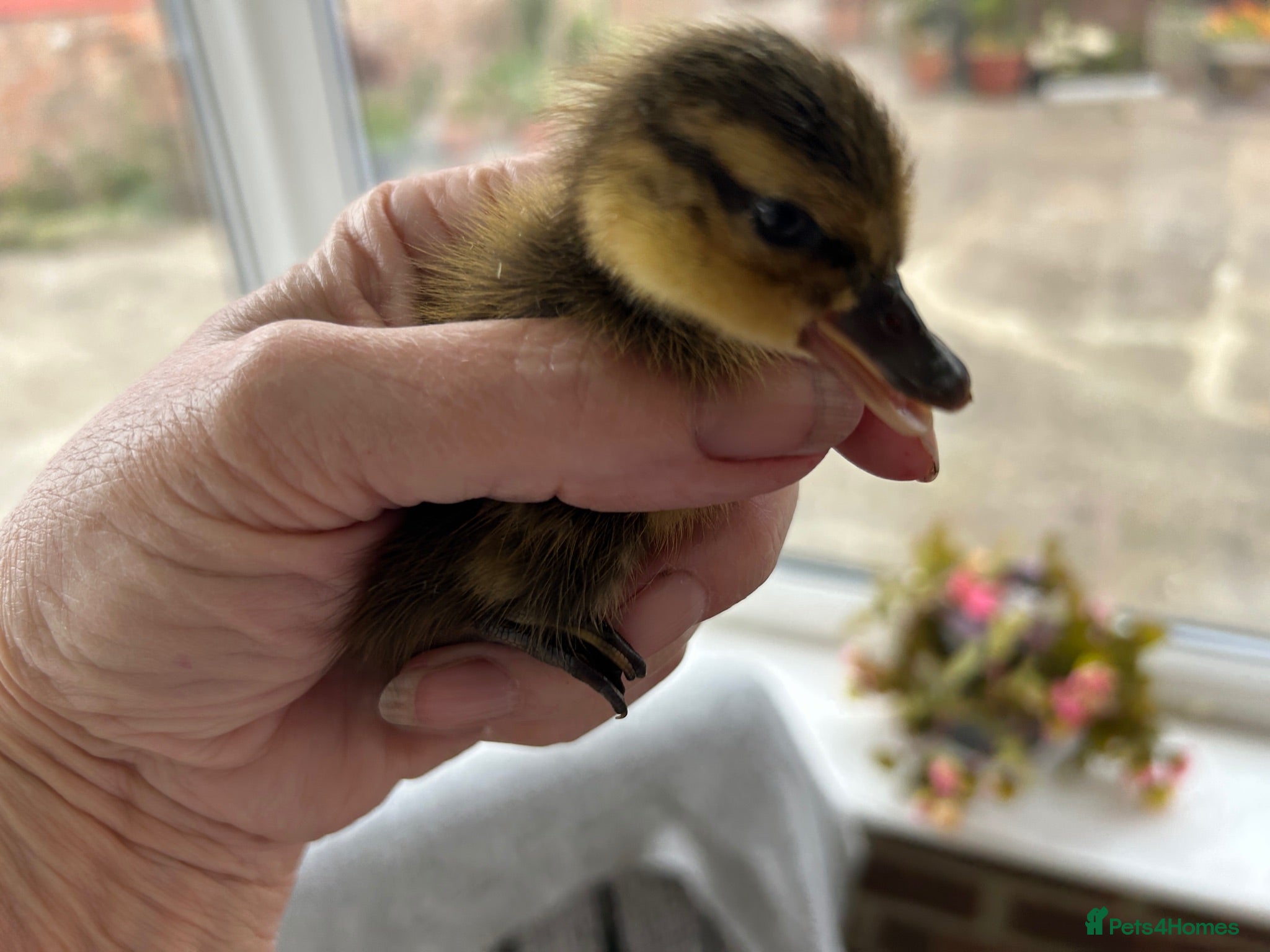 Ducks poultry 8 week old call ducks for sale 14/04/26 - Advert 2