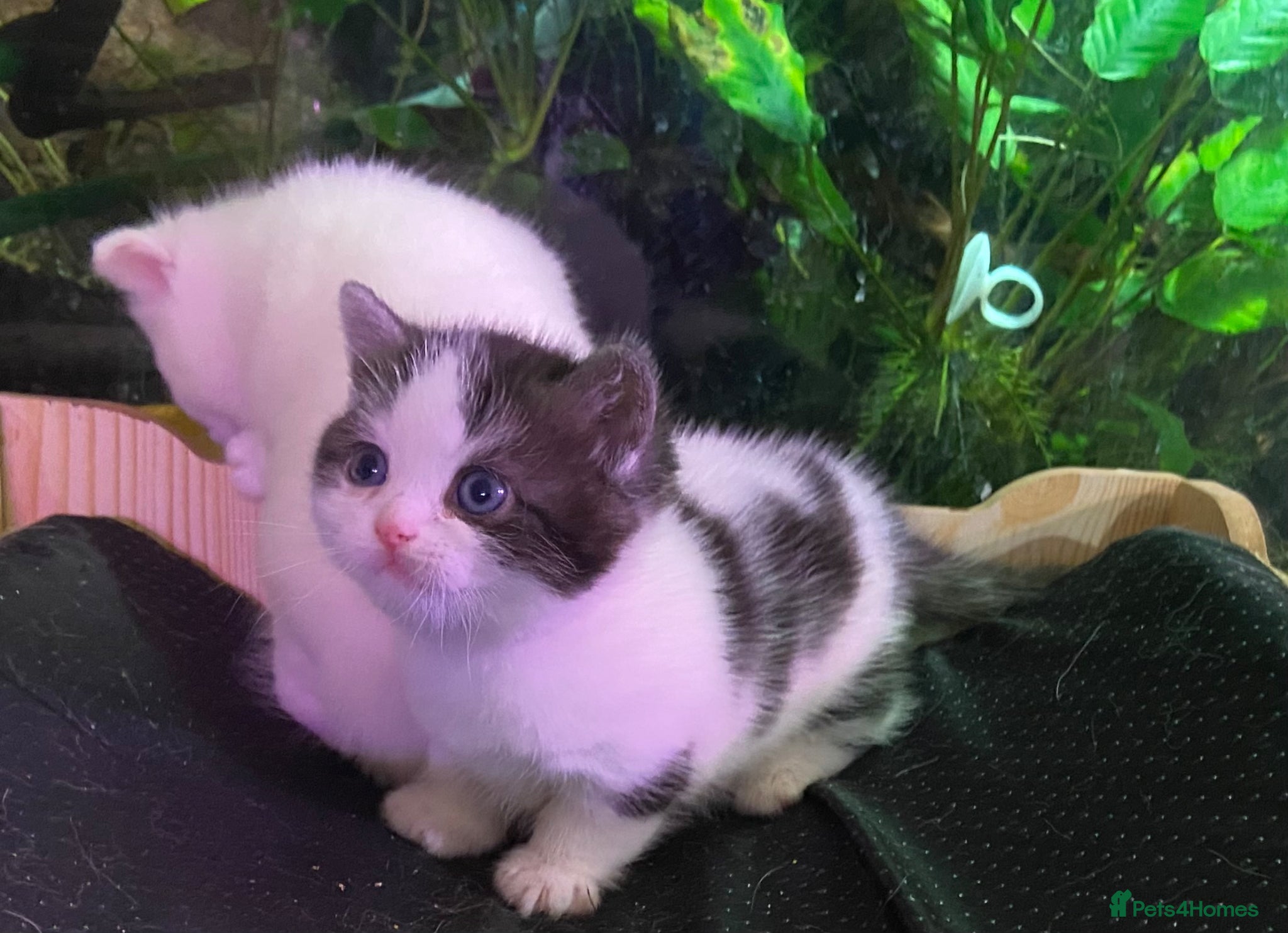 Munchkin cats 7 weeks old Full Pedigree Munchkin kittens  - Advert 9