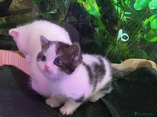 Munchkin cats 7 weeks old Full Pedigree Munchkin kittens - Advert 9