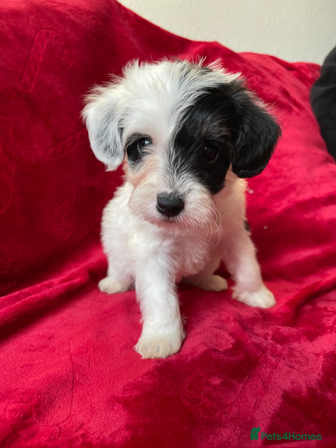 Yorkshire Terrier dogs for sale: Yorkshire terriers - Advert 15