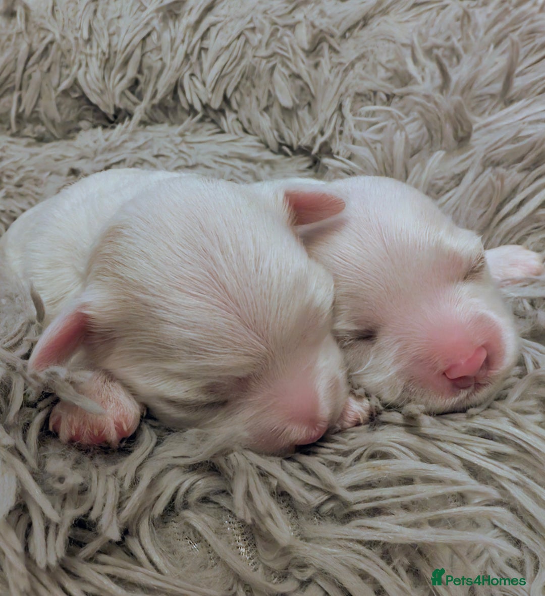 Maltese dogs for sale: Maltese male - Image 7