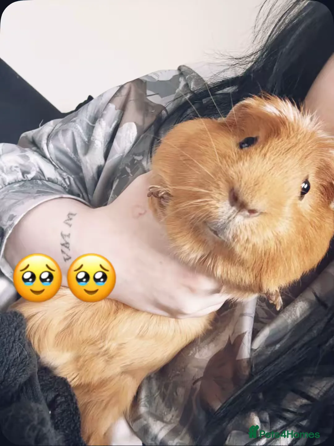 Guinea Pig rodents for sale: Guinea pigs  in Tranent - Advert 1