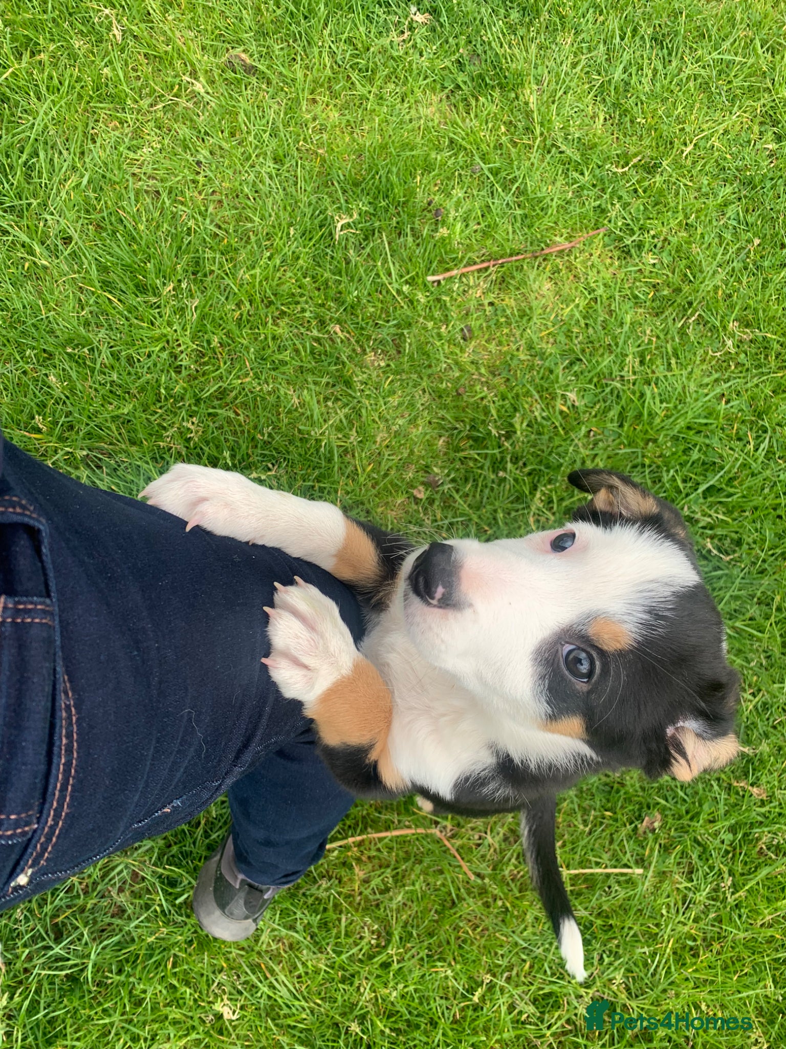 Border Collie dogs Border collie pups from working farm  - Advert 4
