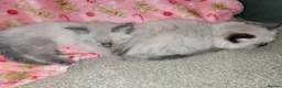 Ragdoll cats for sale: 💗 BEAUTIFUL RAGDOLL KITTENS – 2 GIRLS & 2 BOYS 💗 - Advert 7