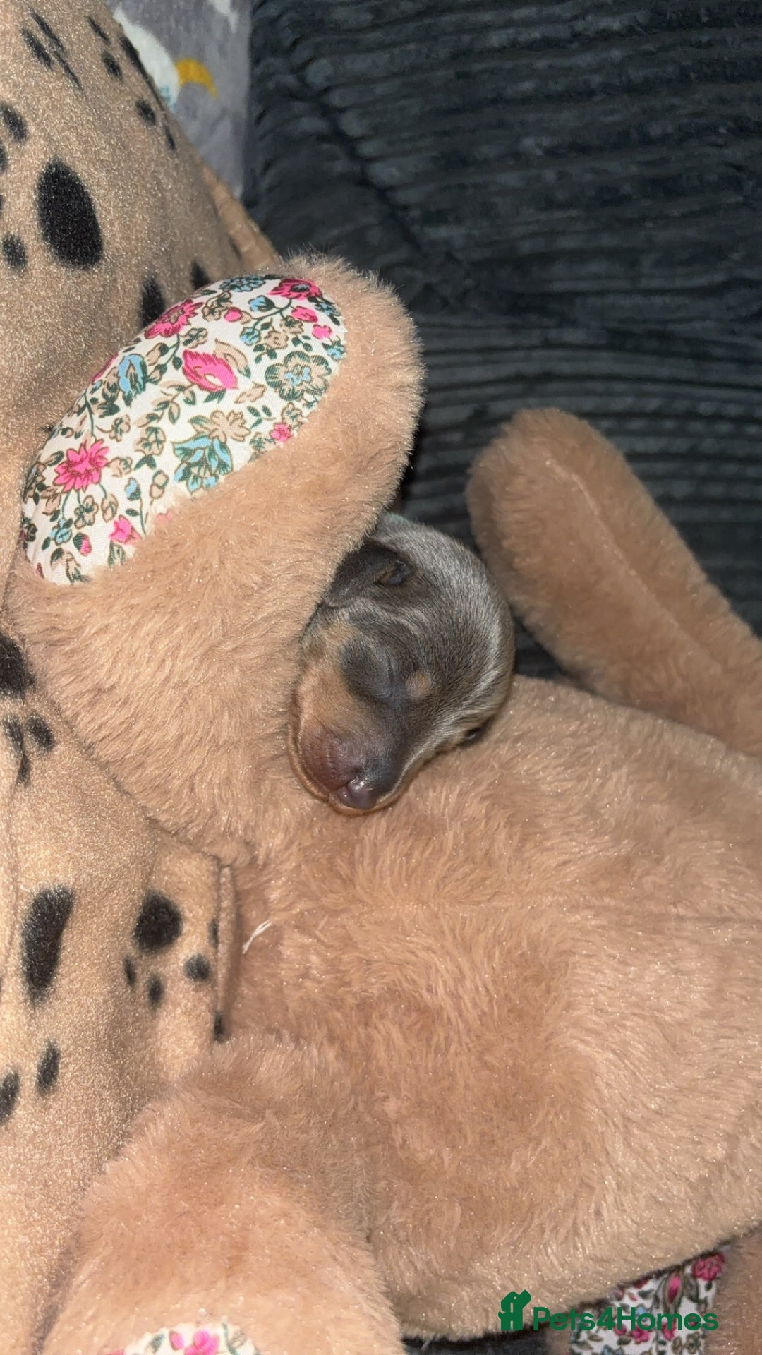 Miniature Dachshund dogs for sale: Blue & Tan Miniature Dachshund  - Advert 21