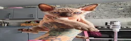 Mixed Breed cats for sale: Stunning sphynx x ragdoll kittens  - Advert 18