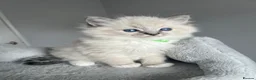 Ragdoll cats for sale: GCCF ragdoll kittens for sale - Advert 32