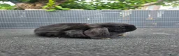 Mini Lop rabbits for sale: Mini plush lops - Advert 5