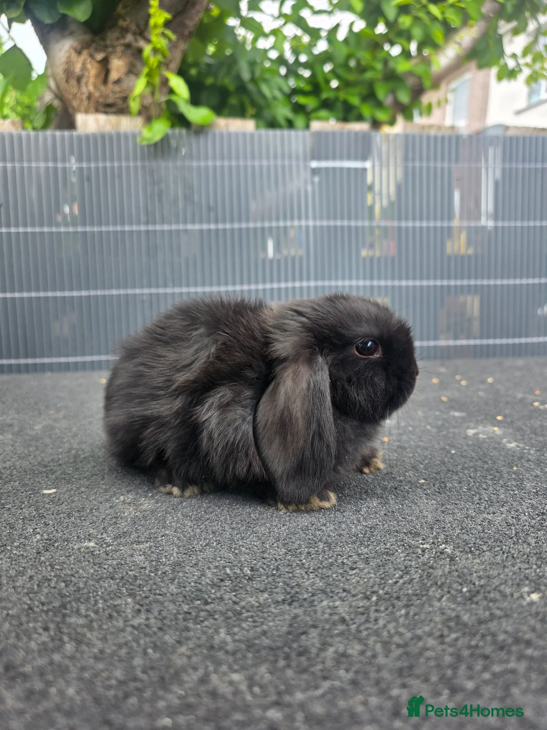Mini Lop rabbits for sale: Mini plush lops - Advert 5