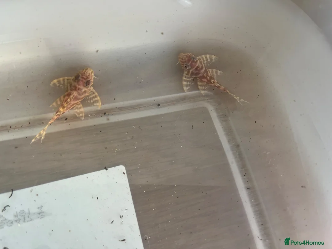 Plecos fish for sale: L333 Albino pleco - Advert 2