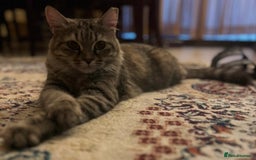 Mixed Breed cats for adoption: PERSE -ADORABLE VERY FRIENDLY KITTEN SPAYED - Image 13