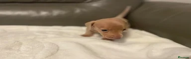 Miniature Dachshund 4