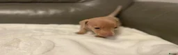 Miniature Dachshund dogs for sale: Miniature Dachshund puppies stunning  in Luton - Advert 6