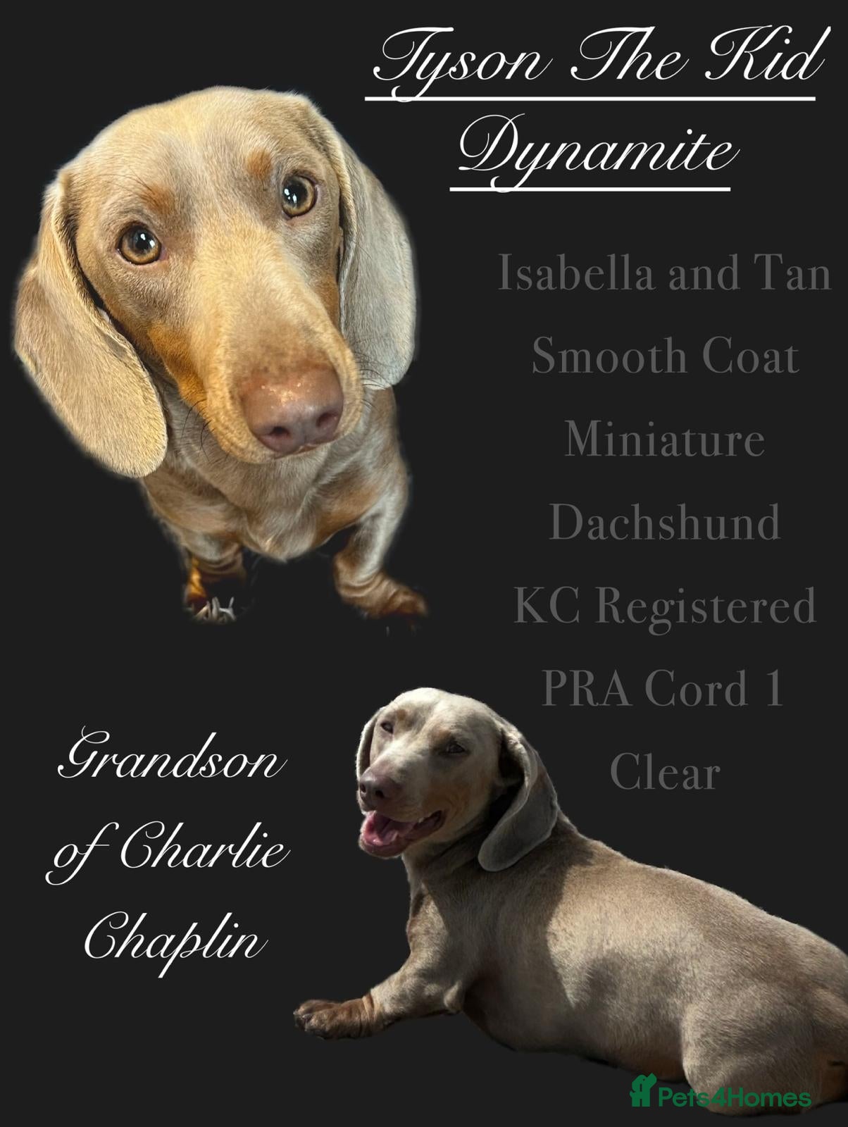 Dachshund dogs Pra Clear Minature Daushaund Puppies  - Advert 2
