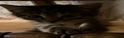 Mixed Breed cats for sale: Tabby kittens available from 17th july - Advert 9
