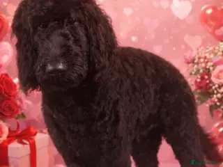 Goldendoodle dogs Golden doodle F1B stunning puppies - Advert 2