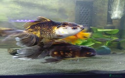 Fancy Goldfish fish for sale: Large oranda goldfish see description  - Image 4