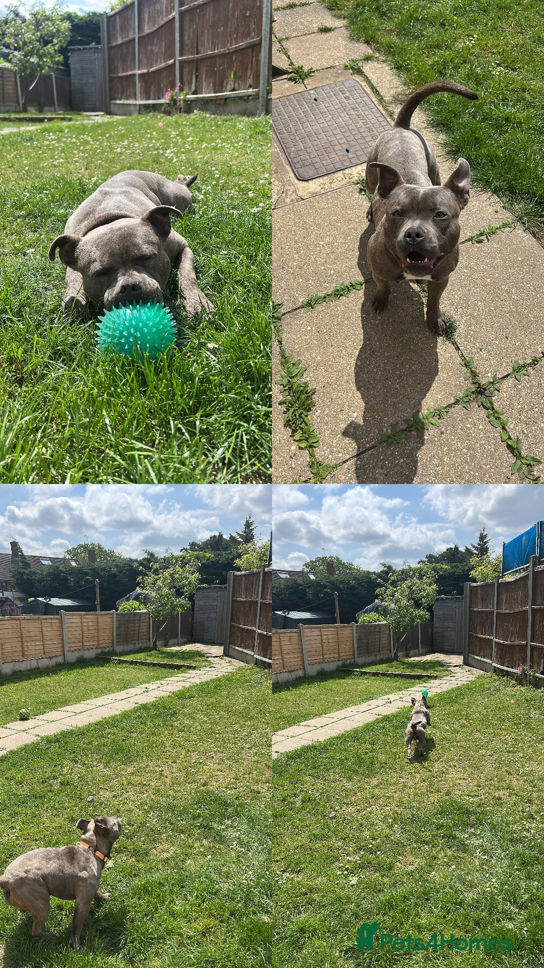 Staffordshire Bull Terrier dogs for stud: Kingston: Staffy cross stud  in Ilford - Image 7