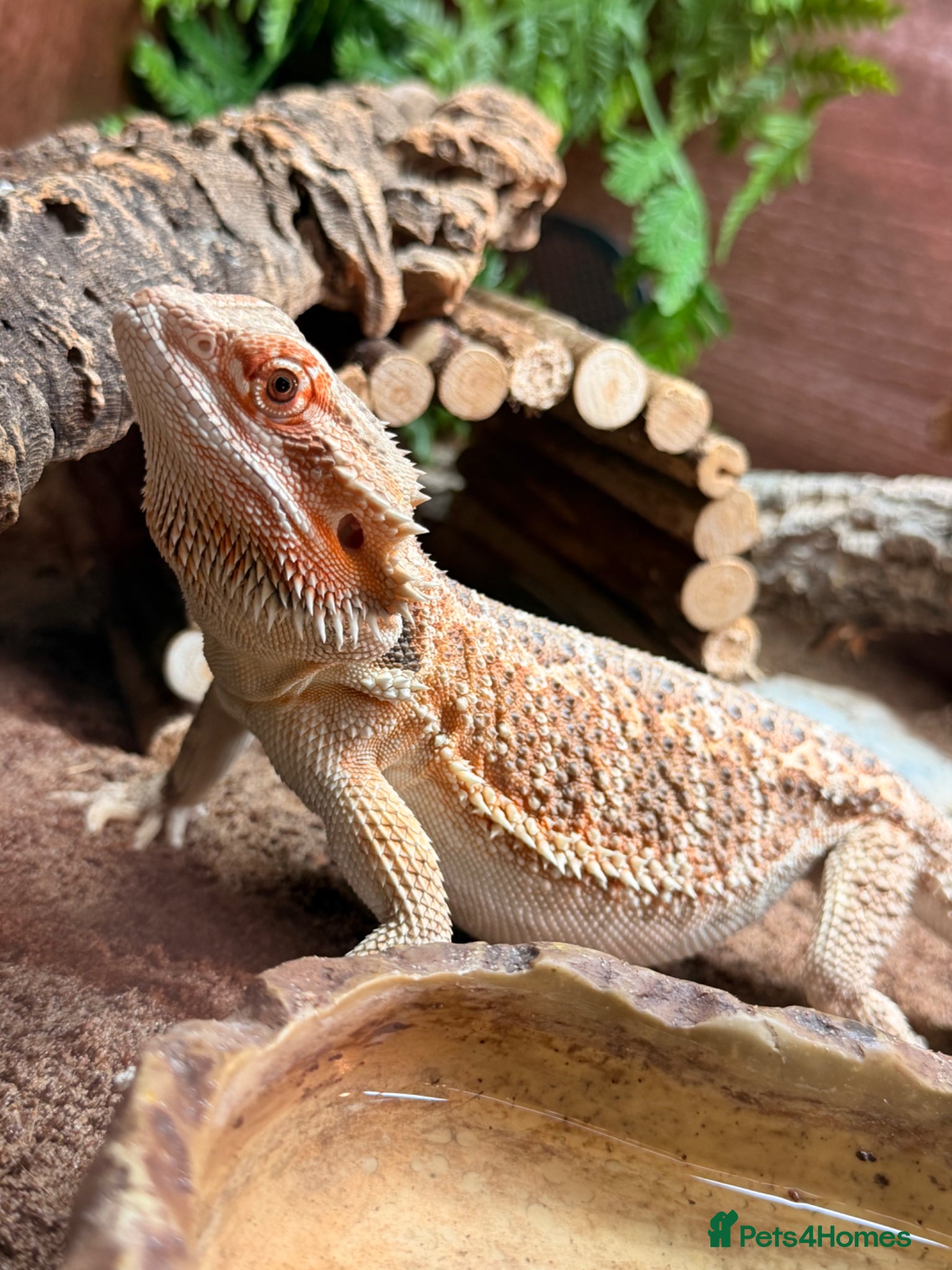Bearded Dragon reptiles bearded dragons  - Advert 16