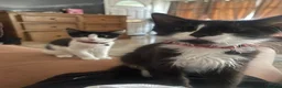 Domestic Shorthair cats for sale: Three tuxes up for grabs :) - Advert 8