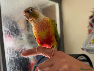 Parrots birds - Advert 4
