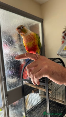 Parrots birds - Advert 3