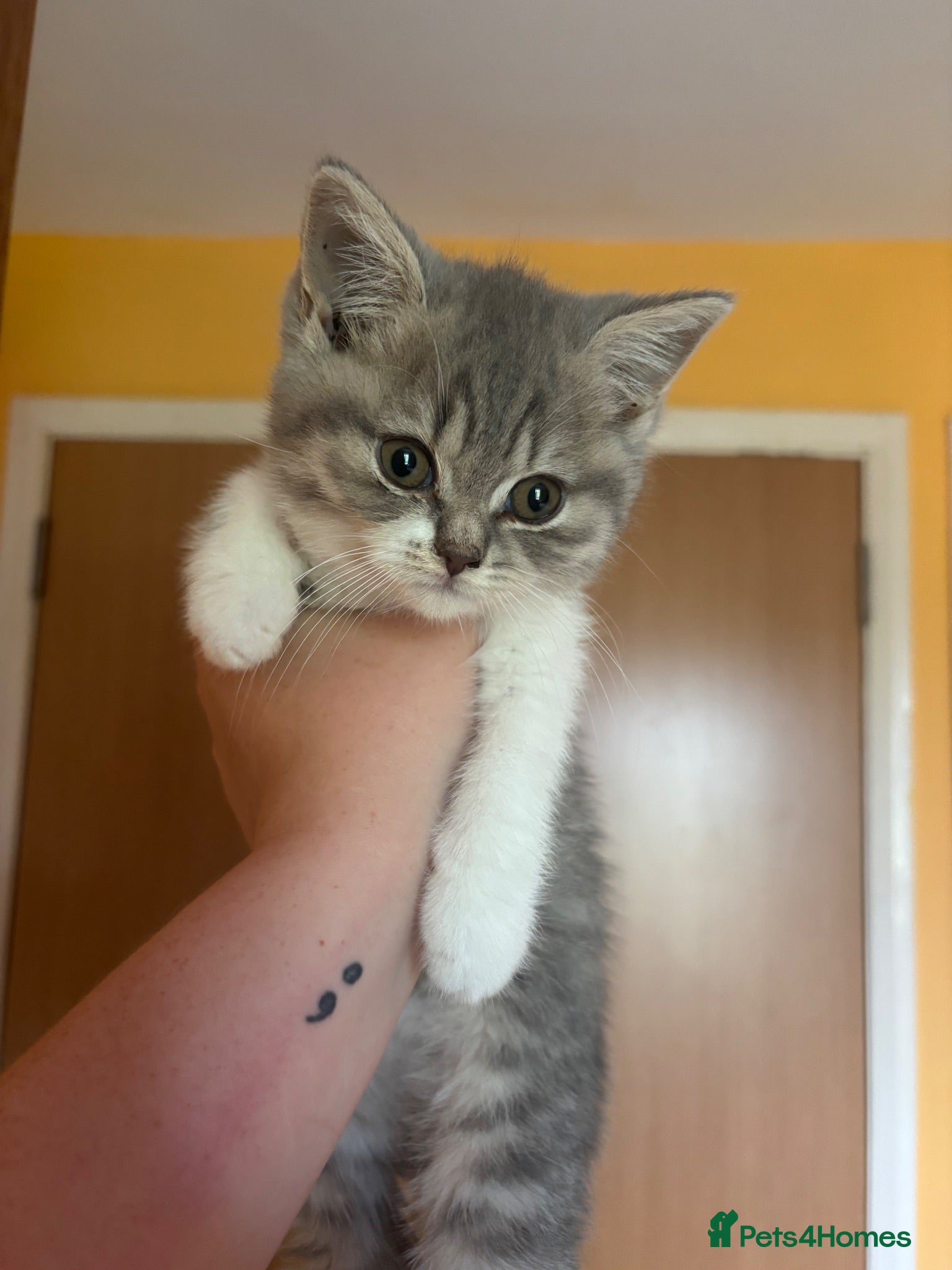 British Shorthair cats GCCF registered British Shorthair Kittens - Advert 2