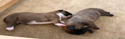 Boxer dogs for sale: Gorgeous Boxer Babies  - Advert 7