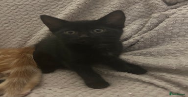 Mixed Breed cats Beautiful kittens ❤️ - Advert 11