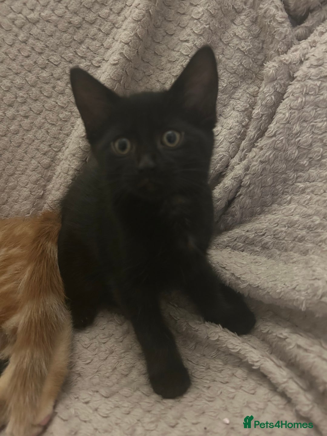 Mixed Breed cats for sale: Beautiful kittens ❤️ - Image 2