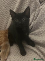 Mixed Breed cats Beautiful kittens ❤️ - Advert 3