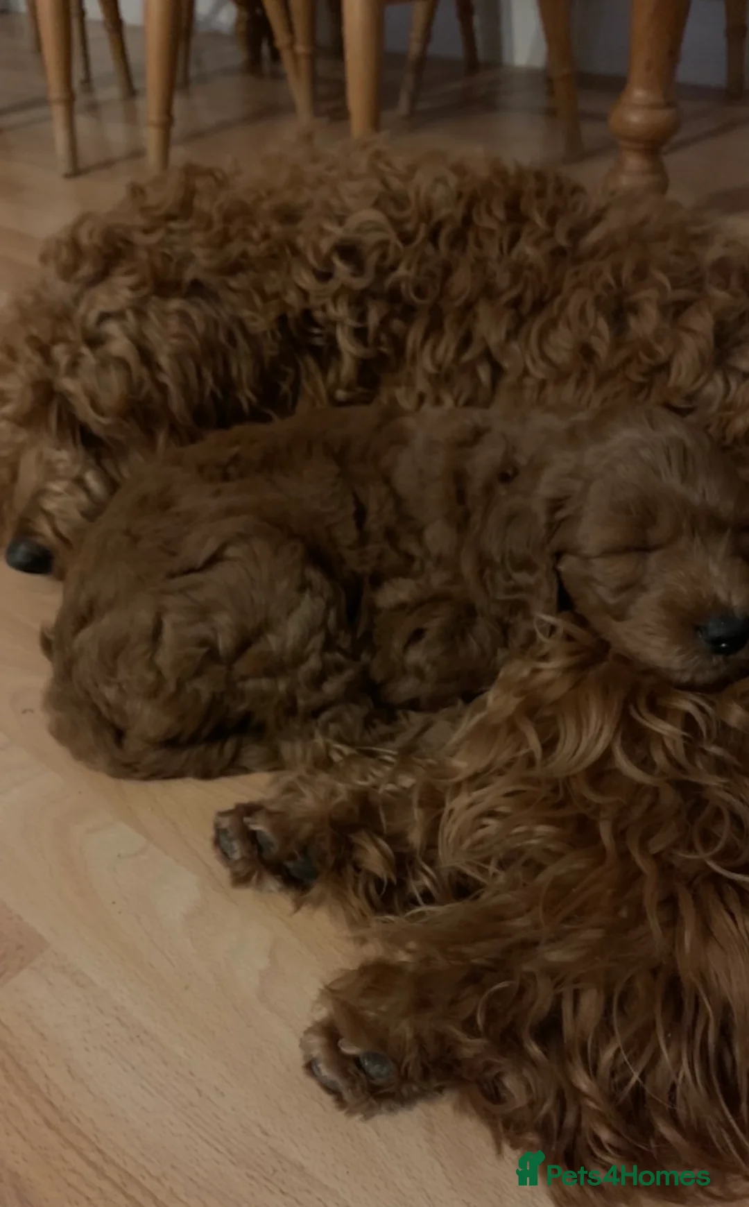 Irish Doodle dogs for stud: Gorgeous Deep Red Mini Irishdoodle for stud only in Totnes - Advert 14