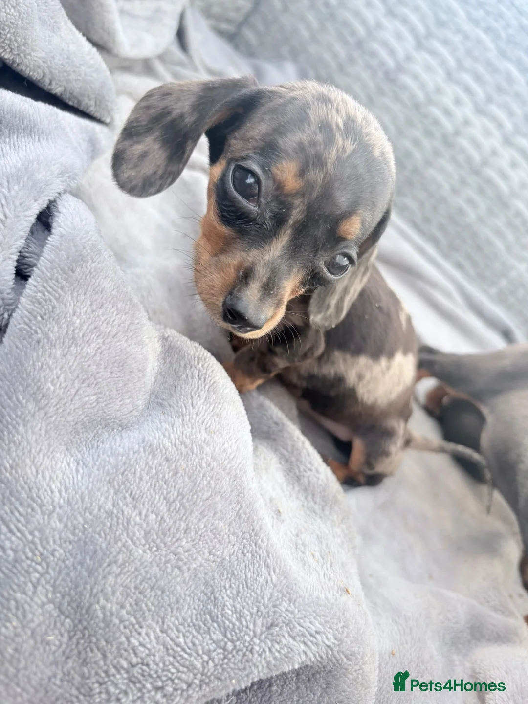 Miniature Dachshund dogs for sale: Beautiful dachshund puppies  - Advert 2