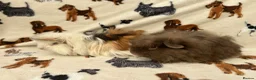 Guinea Pig rodents for sale: Baby Guinea pigs  - Advert 4