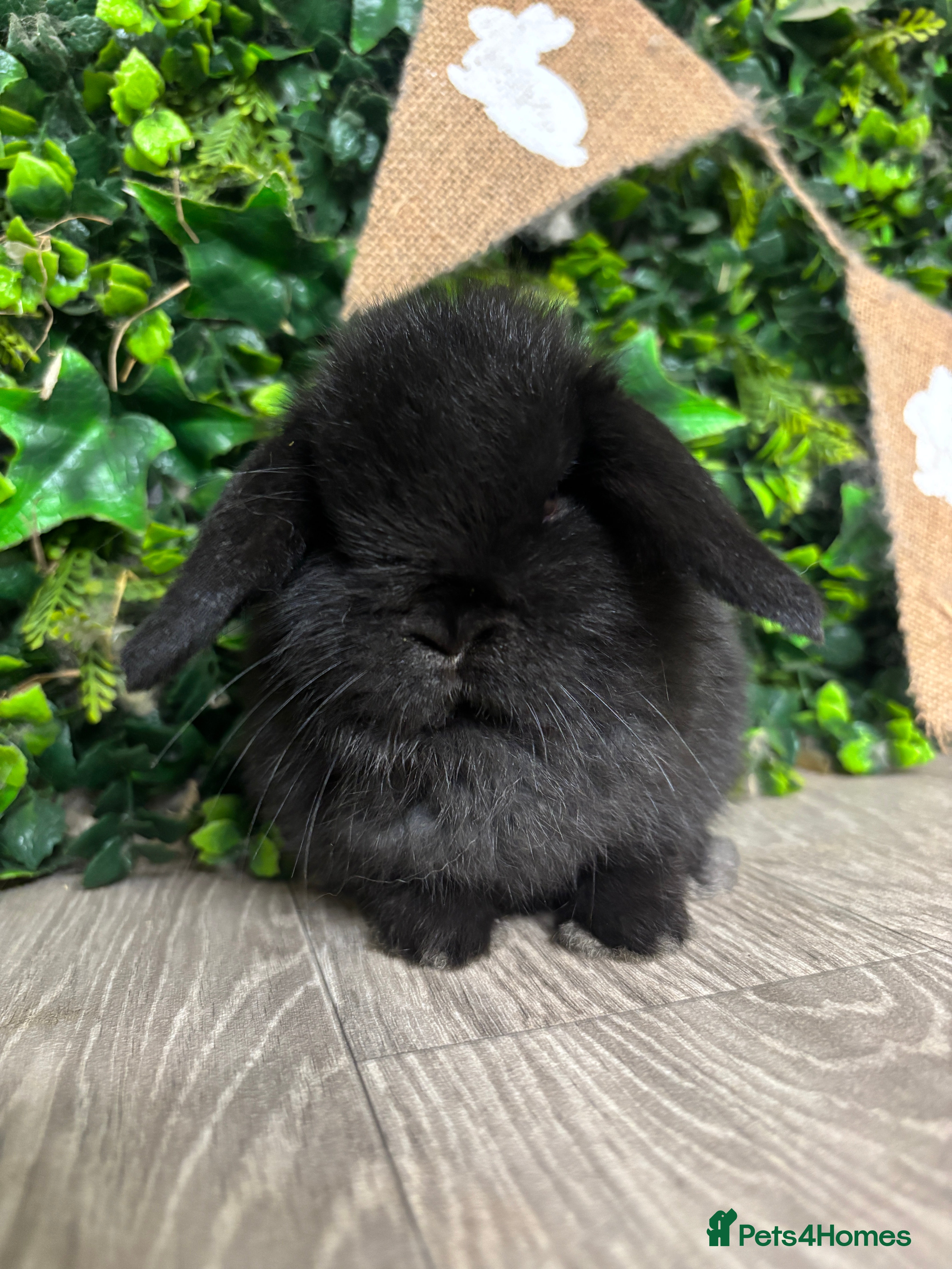 Mini Lop rabbits BEAUTIFUL BABY MINI LOP BUNNIES  - Advert 13