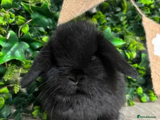 Mini Lop rabbits BEAUTIFUL BABY MINI LOP BUNNIES - Advert 13