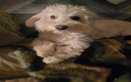 Mixed Breed dogs for sale: French matlipoo - Image 2