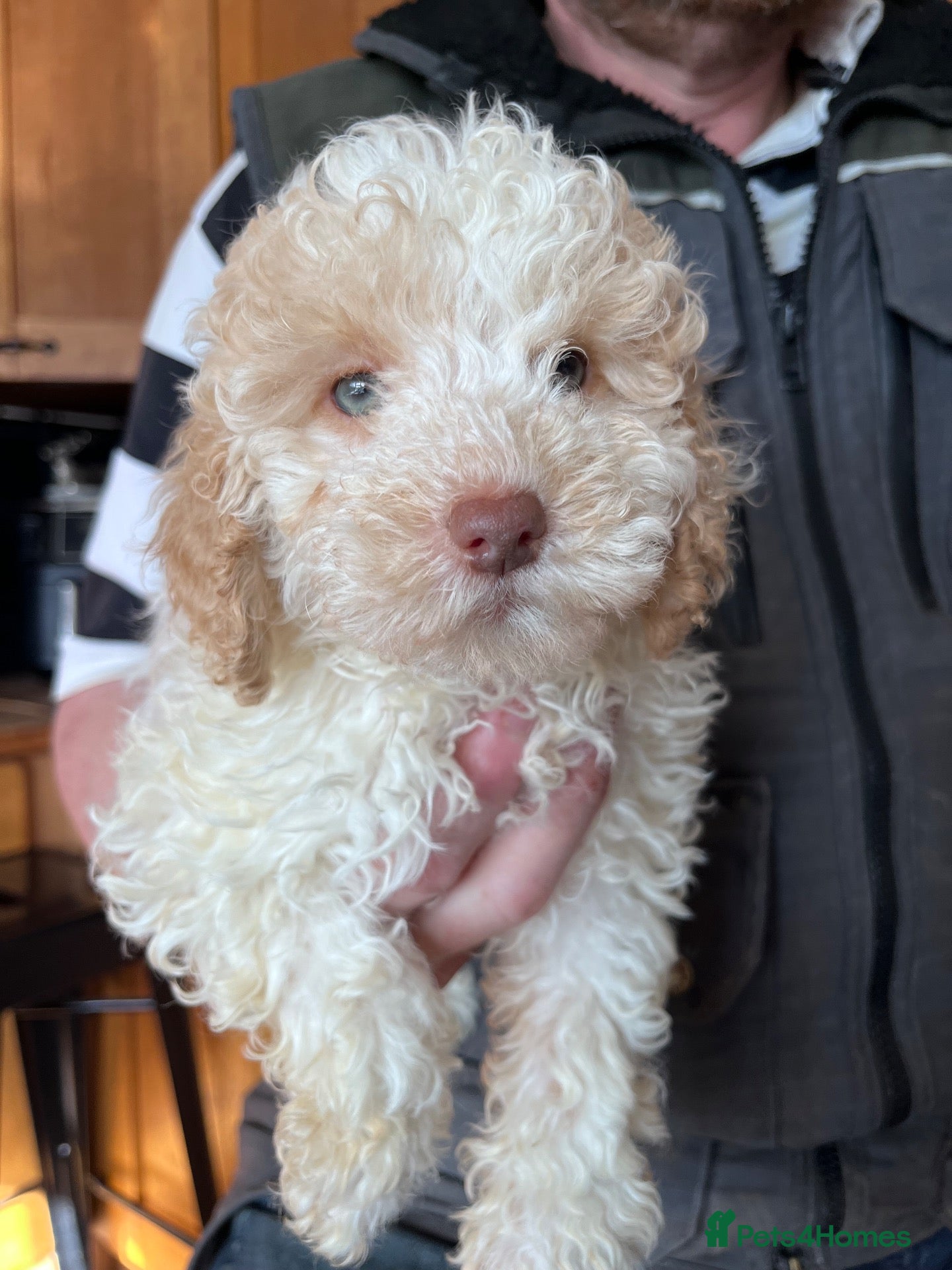 Cockapoo dogs for sale: Beautiful toy F1b Cockapoos  - Advert 2