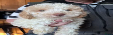 Cockapoo 6