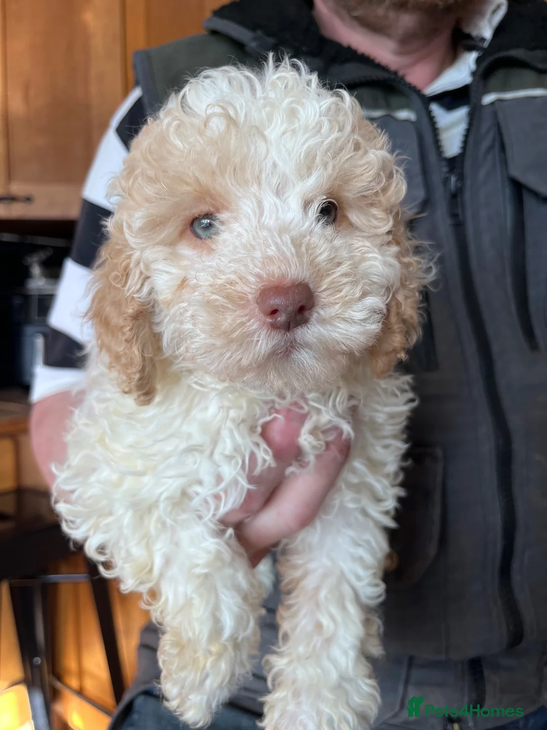 Cockapoo dogs for sale: Beautiful toy F1b Cockapoos  in Crewe - Advert 2
