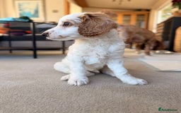 Australian Labradoodle dogs for sale: 🐶READY FOR NEW 🏡 Pure Australian Labradoodle  - Image 4