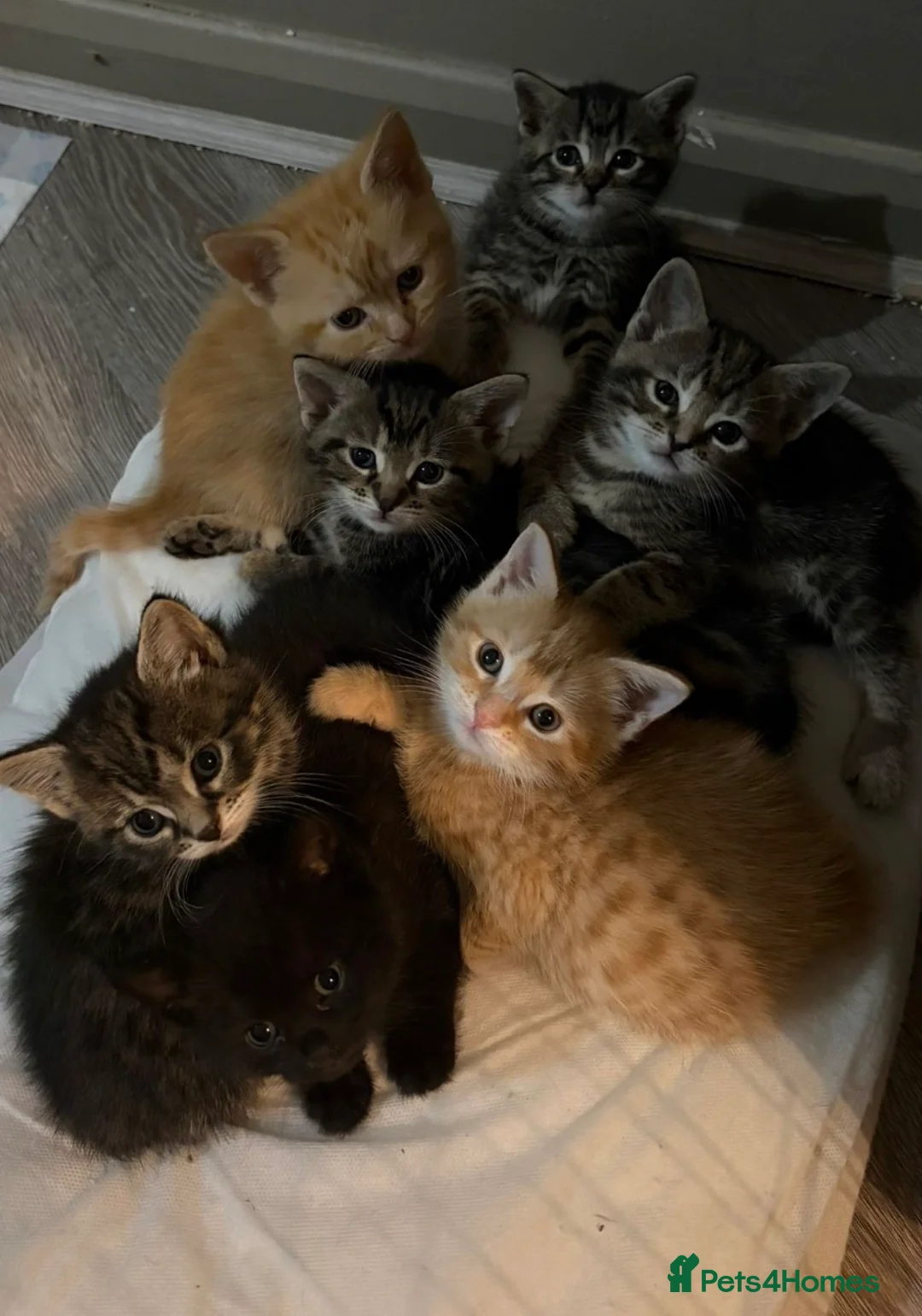 Mixed Breed cats for sale: Beautiful litter of kittens  - Advert 15