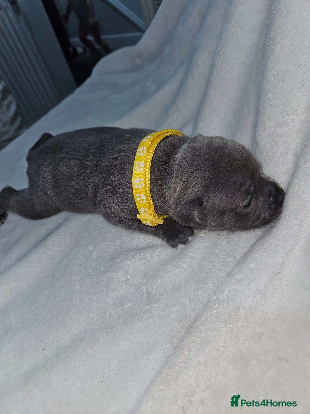 Staffordshire Bull Terrier dogs for sale: Beautiful chunky blues! - Advert 19