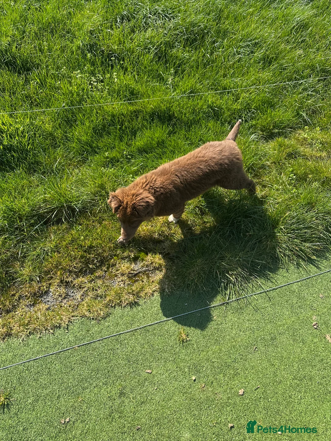 Borador dogs for sale: Labrador x Collie Puppy - Advert 4