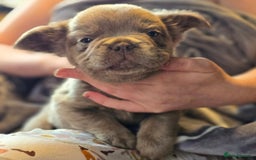 French Bulldog dogs for sale: Fluffy French Bulldog Puppies  - Image 3