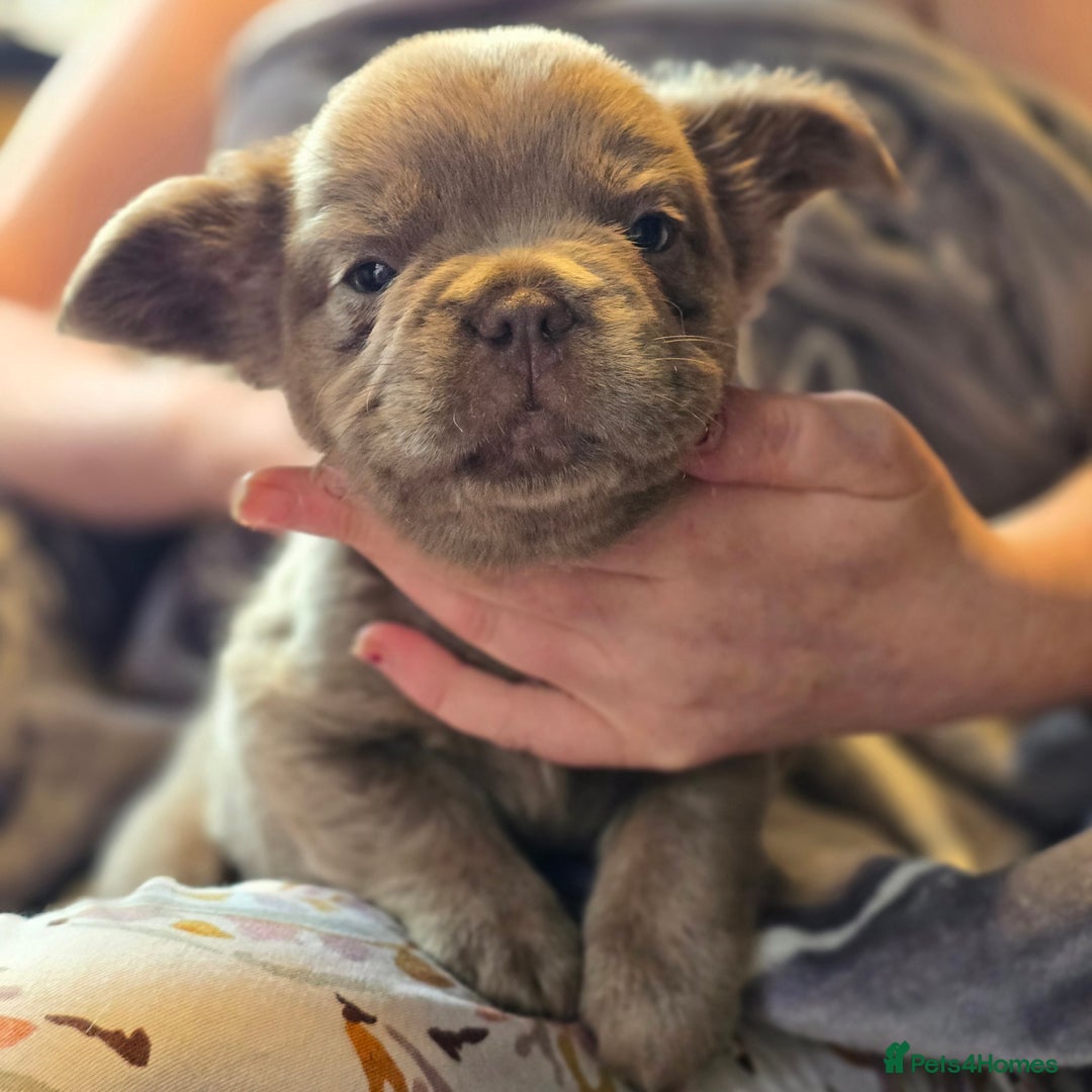French Bulldog dogs for sale: Fluffy French Bulldog Puppies  - Image 3