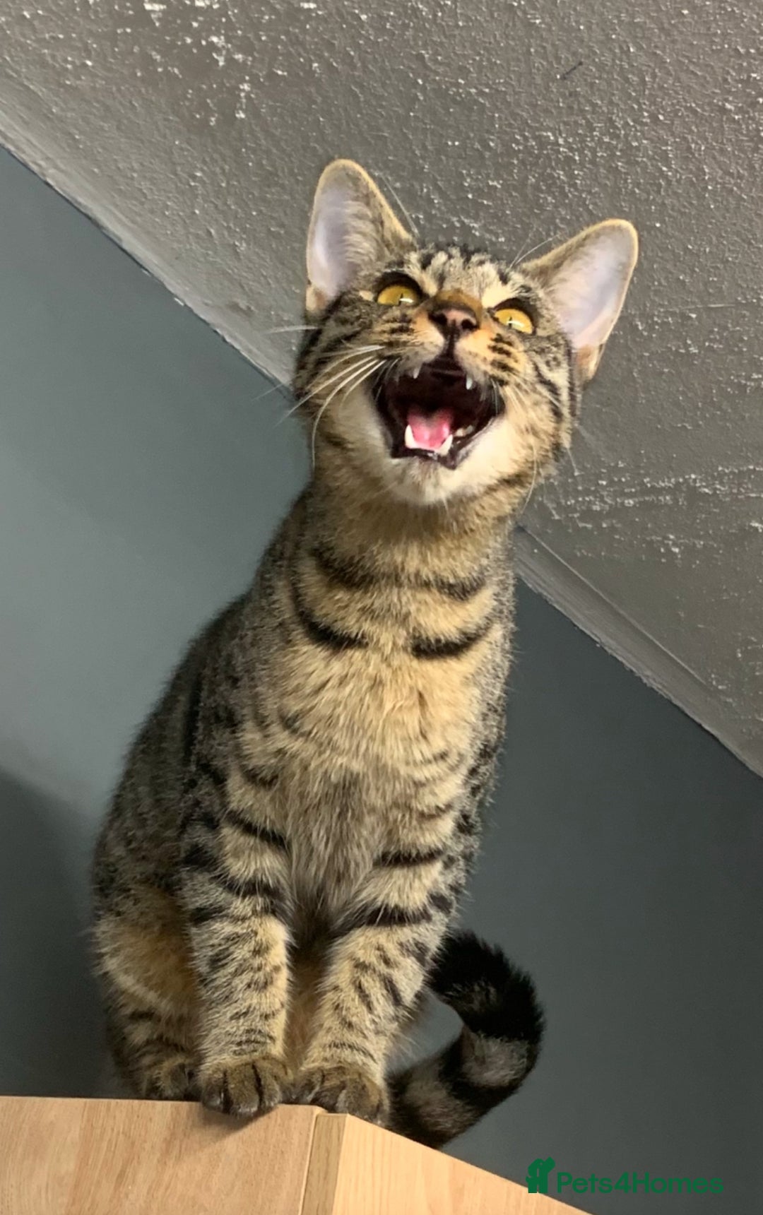 Savannah cats for sale: Tobias  - Advert 8