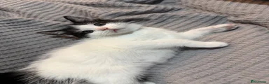 Domestic Shorthair 5
