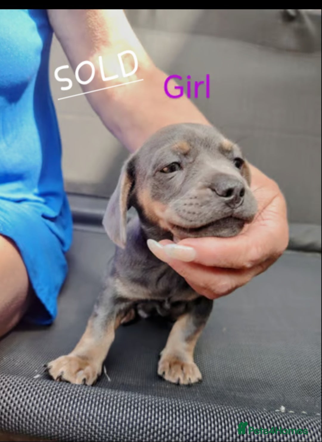 Mixed Breed dogs for sale: URGENT! Sausage dog mix with French bulldog - Image 4